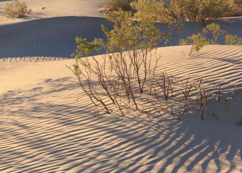 Dune LInes and Brush