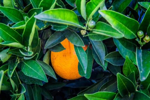Hidden Orange